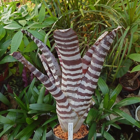 エクメア チャンティニー ブラックアイス 2 Aechmea chantinii CV. Black Ice seedling F1