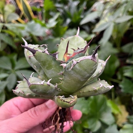 アガベ チタノタ アザラシ 海豹 CS3 agave titanota Compacta 'Seal'
