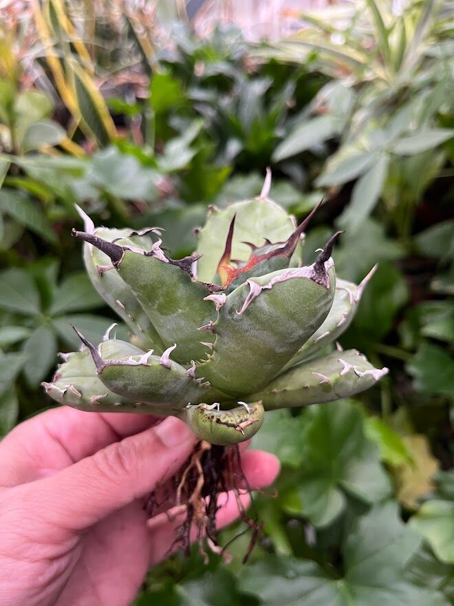 アガベ　チタノタ　海豹　アザラシ アガベ チタノタ アザラシ 海豹 CS3 agave titanota Compacta 'S