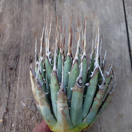 アガベ ユタエンシス ネバデンシス 7 Agave uthaensis var. nevadensis