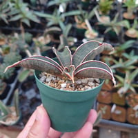 Sansevieria hallii Pink Bat サンスベリア ピンクバット 10 【送料一律500円】