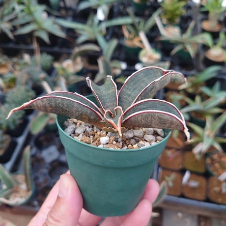 Sansevieria hallii Pink Bat サンスベリア ピンクバット 10 【送料一律500円】