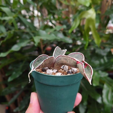 Sansevieria hallii Pink Bat サンスベリア ピンクバット 10 【送料一律500円】