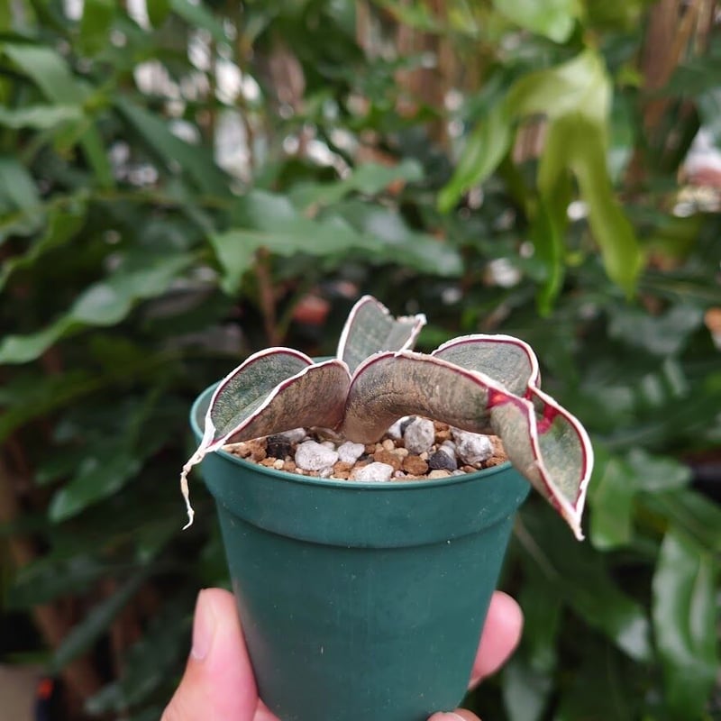 サンスベリア「ピンクバット」 Sansevieria hallii Pink Bat サンスベリア ピンクバット 5 【送料
