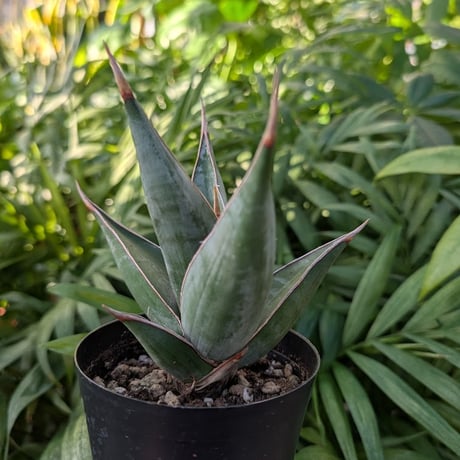 Sansevieria Pinguicula サンセベリア ピングイキュラ SP16