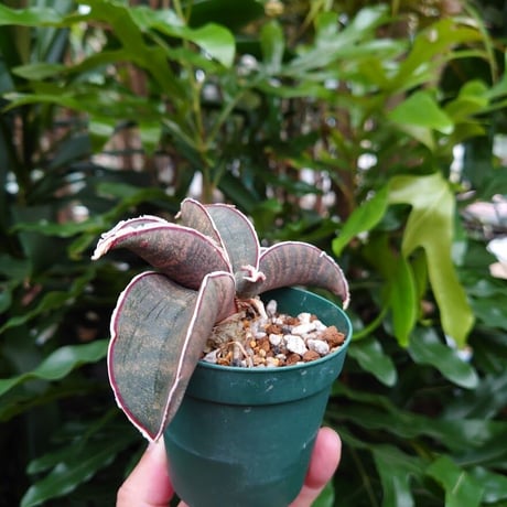 Sansevieria hallii Pink Bat サンスベリア ピンクバット 5 【送料一律500円】