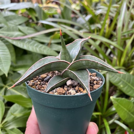 サンスベリア ラヴラノス 23251 Sansevieria Lav.23251 (LAV5)