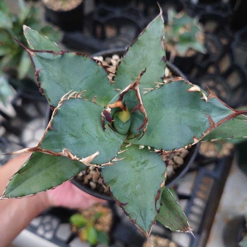 アガベ チタノタ 黒鯨 3 Agave titanota black whale | My-F