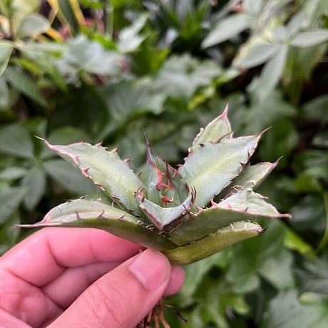 アガベ チタノタ レッドゴースト RG1 Agave titanota “赤鬼“ redghost