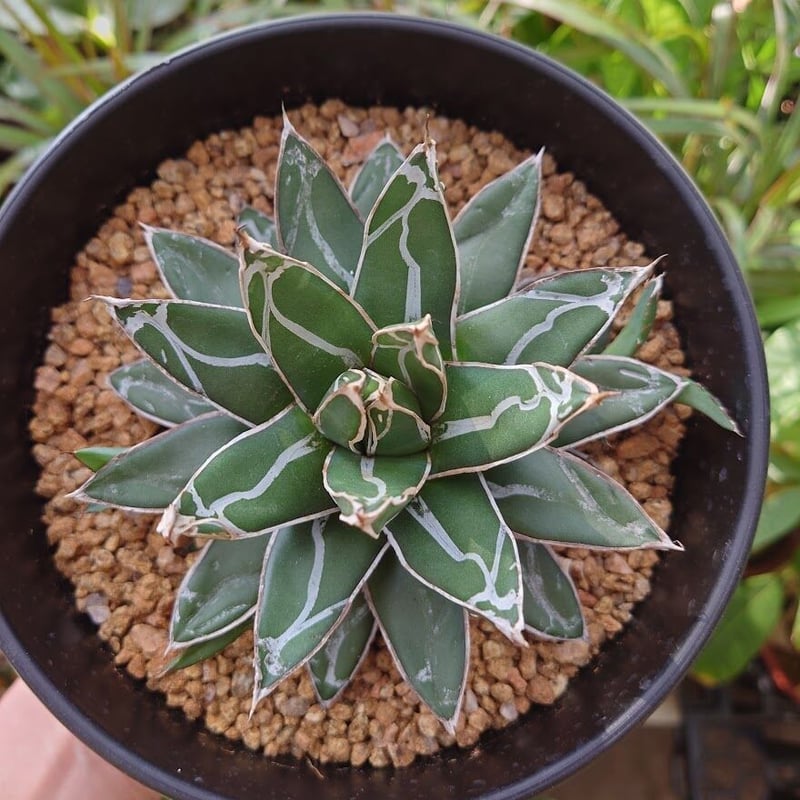 激安本物 アガベ 笹の雪 輝山 子株付き 植物/観葉植物 ...