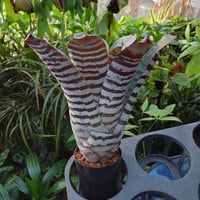 エクメア チャンティニー ブラックアイス 2 Aechmea chantinii CV. Bl