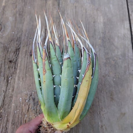 アガベ ユタエンシス ネバデンシス 3 Agave uthaensis var. nevadensis