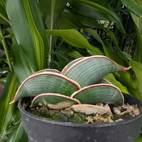 Sansevieria rorida サンスベリア ロリダ R18