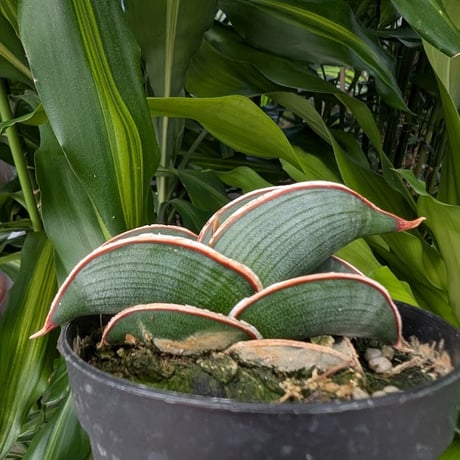ま*か様 サンスベリア Sansevieria banana & rorida Sansevieria rorida variegated RARE | eBay