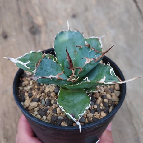 アガベ チタノタ 白鯨 2 Agave titanota white whale