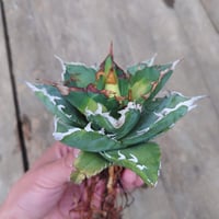 アガベ チタノタ ソーラーエクリプス 2 Agave titanota solareclipse