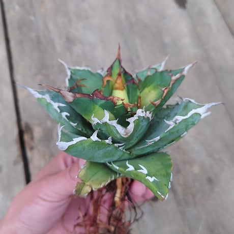 アガベ チタノタ ソーラーエクリプス 2 Agave titanota solareclipse