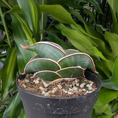 Sansevieria rorida サンスベリア ロリダ R21
