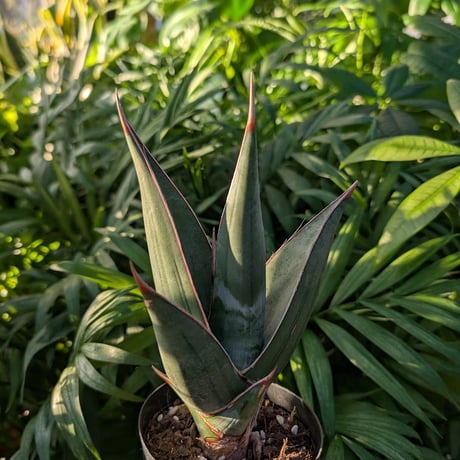 Sansevieria Pinguicula サンセベリア ピングイキュラ SP18