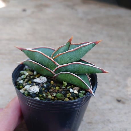 Sansevieria rorida サンスベリア ロリダ R6