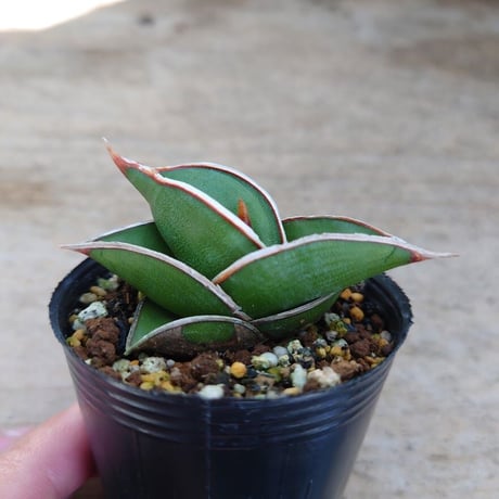 Sansevieria rorida サンスベリア ロリダ R3