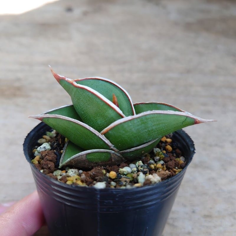 Sansevieria rorida サンスベリア ロリダ R3 | My-Favthings
