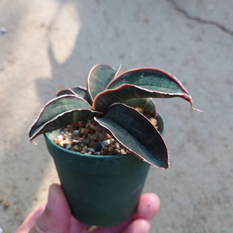 Sansevieria hallii Pink Bat サンスベリア ピンクバット 9 【送料一律500円】