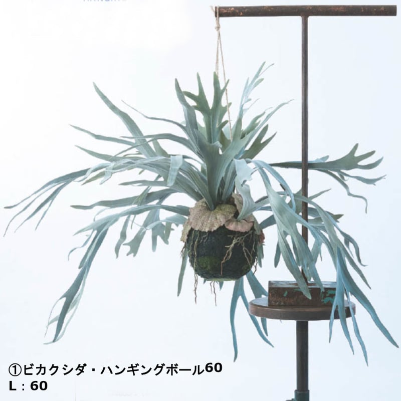 フェイクグリーン ビカクシダ ウォールハンギング ボール 46・60 | My
