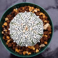 アストロフィツム スーパー兜 Vタイプ 1 Astrophytum asterias cv 'Super Kabuto' V