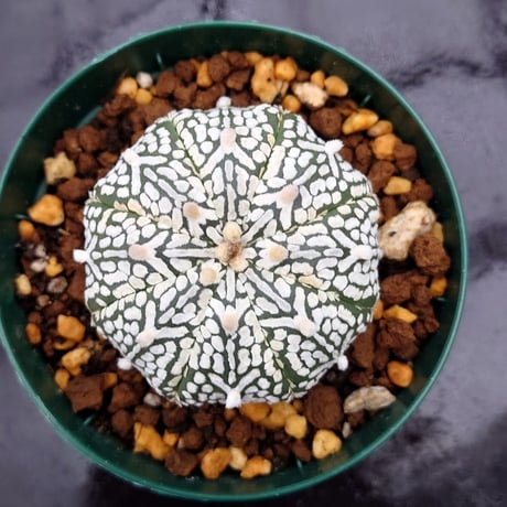 CATEGORY サボテン | My-Favthings