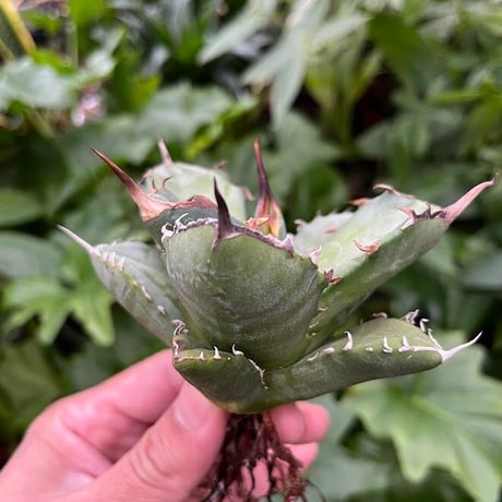 アガベ チタノタ アザラシ 海豹 CS1 agave titanota Compacta 'Seal'