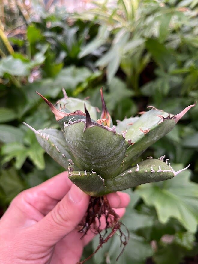アガベ チタノタ アザラシ 海豹 CS1 agave titanota Compacta 'S