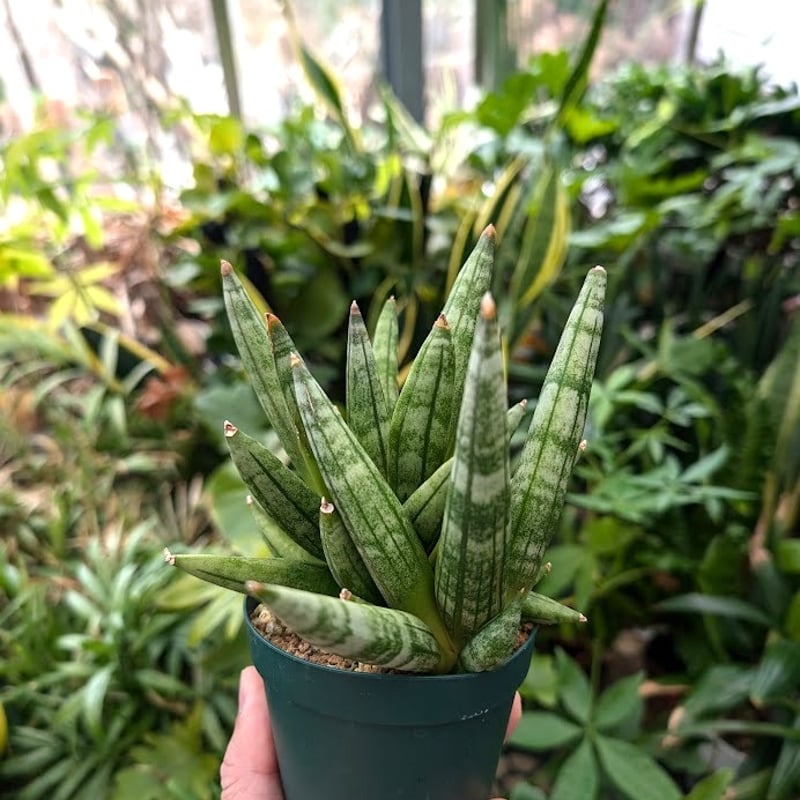 サンスベリア ヘッジホッグ 1 Sansevieria Hedgehog | My-Favth