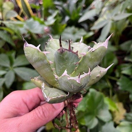 アガベ チタノタ アザラシ 海豹 CS3 agave titanota Compacta 'Seal'