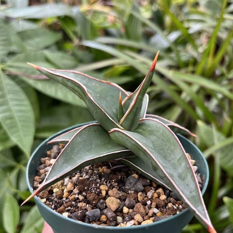サンスベリア ラヴラノス 23251 Sansevieria Lav.23251 (LAV5)