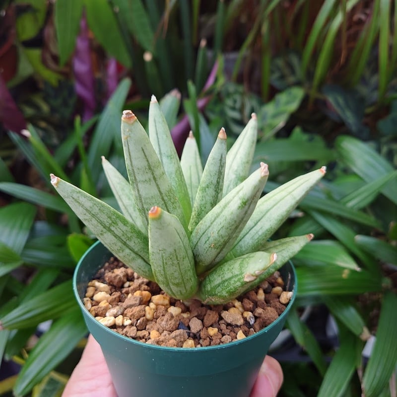 サンスベリア ヘッジホッグ 4 Sansevieria Hedgehog | My-Favth