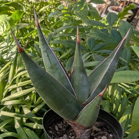 Sansevieria Pinguicula サンセベリア ピングイキュラ SP17