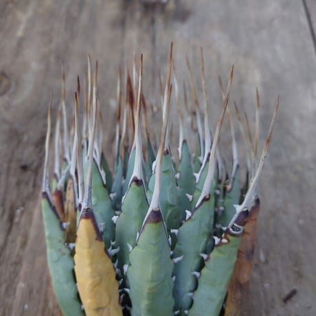 アガベ ユタエンシス ネバデンシス 1 Agave uthaensis var. nevadensis