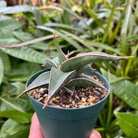 サンスベリア ラヴラノス 23251 Sansevieria Lav.23251 (LAV5)