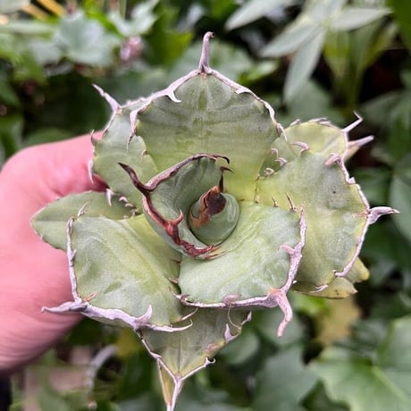 アガベ チタノタ アザラシ 海豹 CS2 agave titanota Compacta 'Seal'