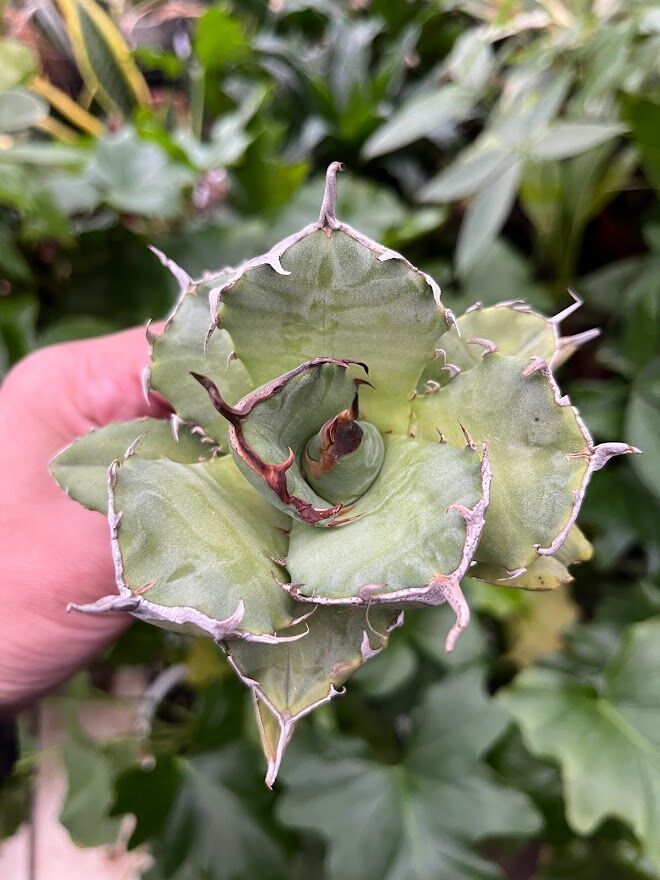 アガベ チタノタ アザラシ 海豹 CS2 agave titanota Compacta 'S