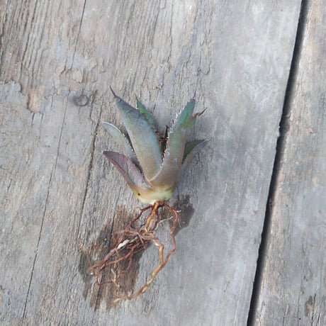 アガベ チタノタ 黒炎 黒火焔巌龍 3 Agave titanota black flame/fire