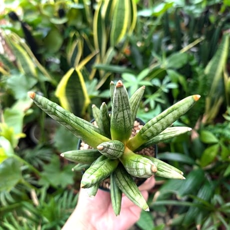 サンスベリア ヘッジホッグ 2 Sansevieria Hedgehog