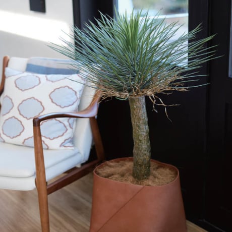 CATEGORY ユッカ | My-Favthings