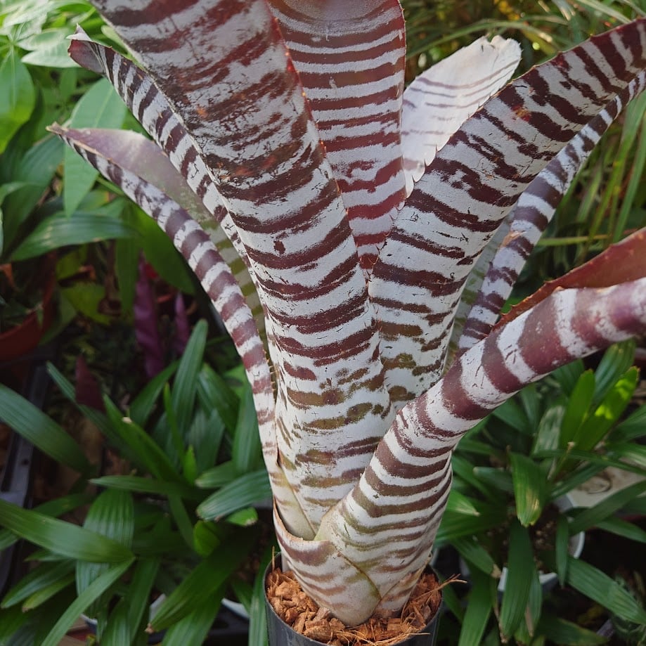 エクメア チャンティニー ブラックアイス 1 Aechmea chantinii CV. Bl