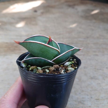 Sansevieria rorida サンスベリア ロリダ R1