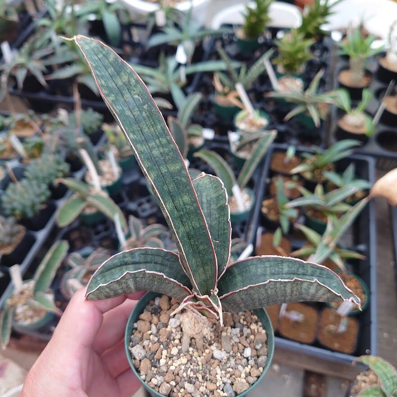 ヒ*ロ様 【極上株】 サンスベリア スノーホワイト サンセベリア