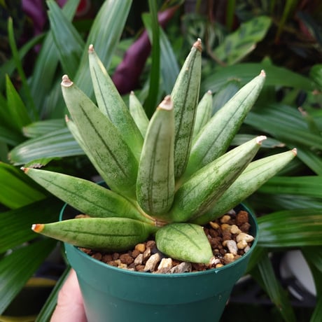 サンスベリア ヘッジホッグ 5 Sansevieria Hedgehog