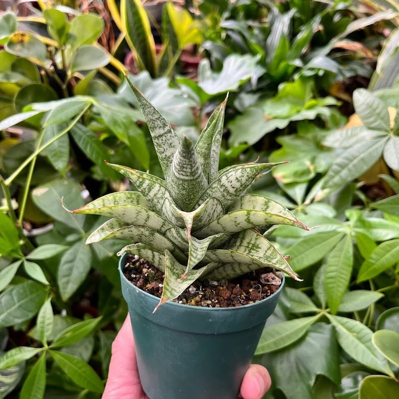 Sansevieria Marga サンセベリア マルガ SVM1 | My-Favthings