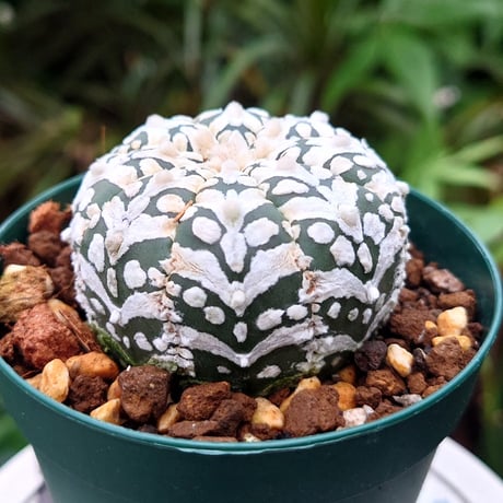 アストロフィツム スーパー兜 Vタイプ 4 Astrophytum asterias cv 'Super Kabuto' V
